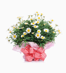 Simple Wrap Bouquet